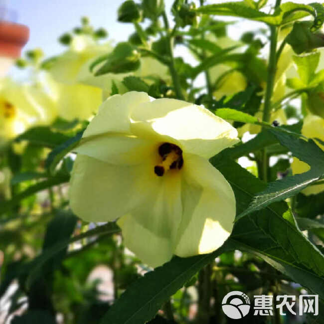 金花葵种子，菜芙蓉无限开花观赏观光农业花卉产业野芙蓉黄蜀葵种