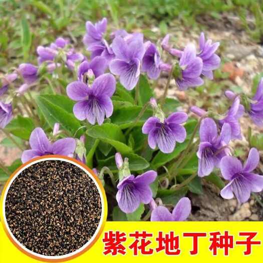 苏州紫花地丁种子地丁籽紫堇地丁花卉种子庭院阳台耐寒地被多年生花种