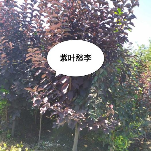 紫叶稠李，6-10公分，有高杆的，矮杆的有量，