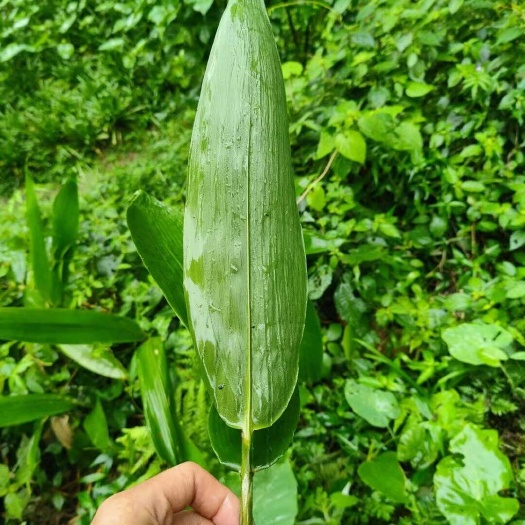 黎平县粽子叶，贵州高坡天然环境山货，端午备，一斤够几家包
