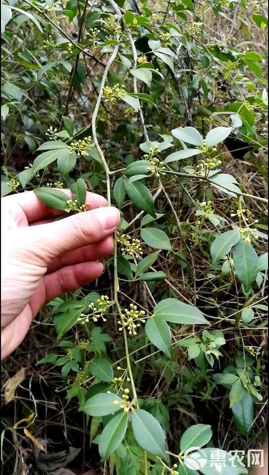 粽子叶，贵州高坡天然环境山货，端午备，一斤够几家包