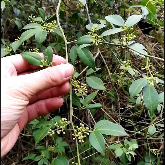 粽子叶，贵州高坡天然环境山货，端午备，一斤够几家包