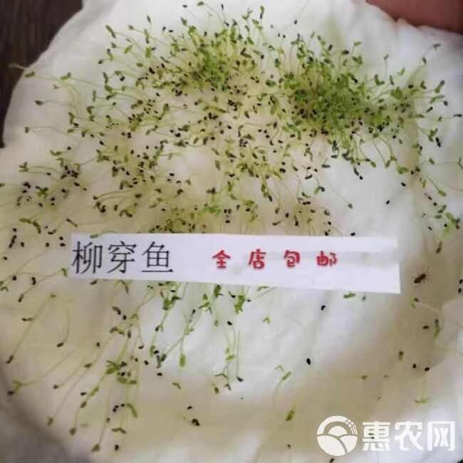 柳穿鱼种子 小金鱼草 多年生花卉 景观花海花镜花坛庭院花草种