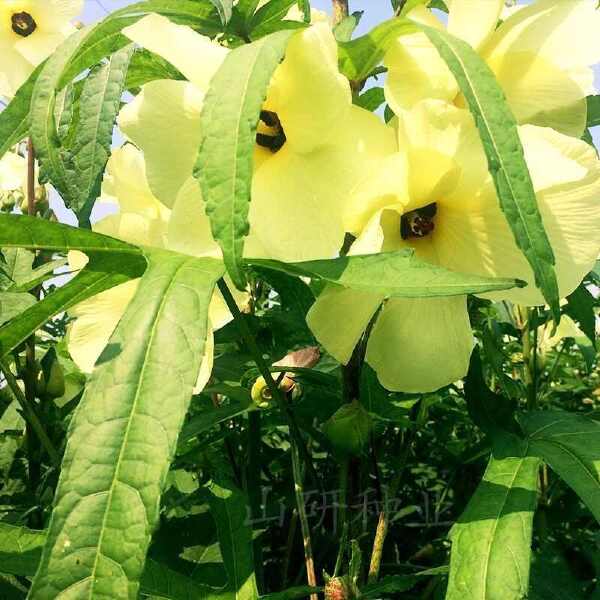 金花葵种子，菜芙蓉无限开花观赏观光农业花卉产业野芙蓉黄蜀葵种