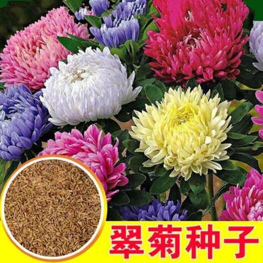 翠菊种子大花矮生庭院盆栽花卉种籽阳台绿植重瓣菊花易活四季播种
