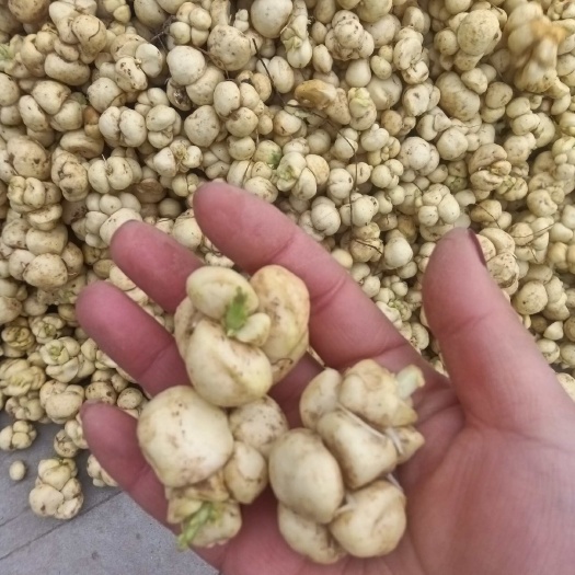 陇西县鲜土贝母