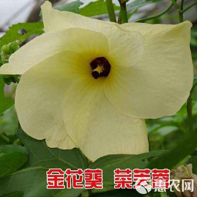 金花葵种子，菜芙蓉无限开花观赏观光农业花卉产业野芙蓉黄蜀葵种