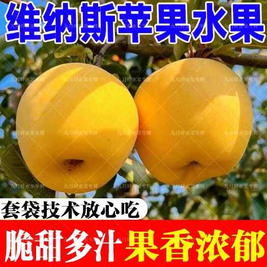 莱阳市苹果   黄金维纳斯苹果新鲜水果包邮