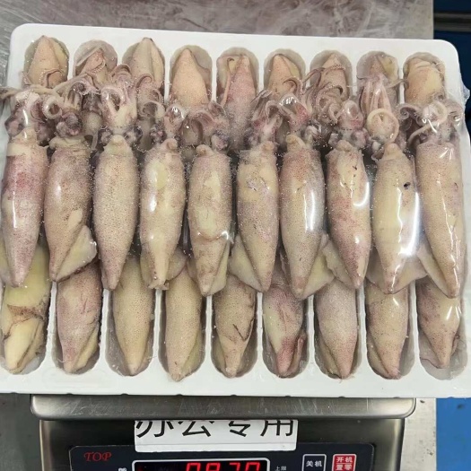 笔管鱼 海兔 籽乌