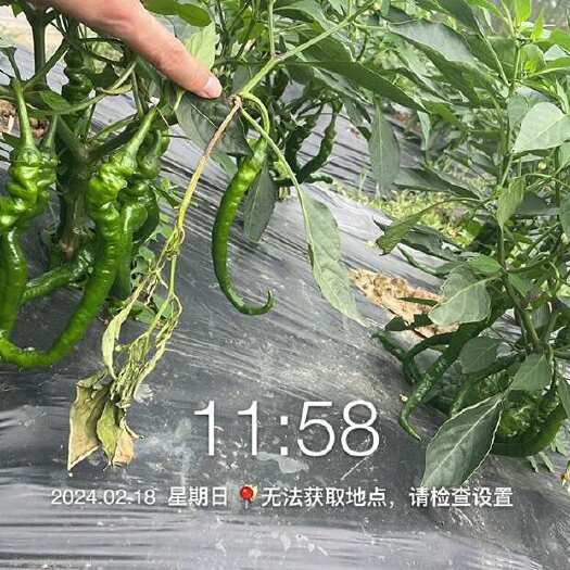 博白县广西新苗螺线大量上市