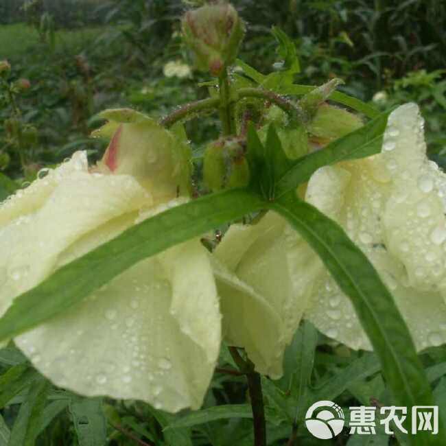 金花葵种子，菜芙蓉无限开花观赏观光农业花卉产业野芙蓉黄蜀葵种