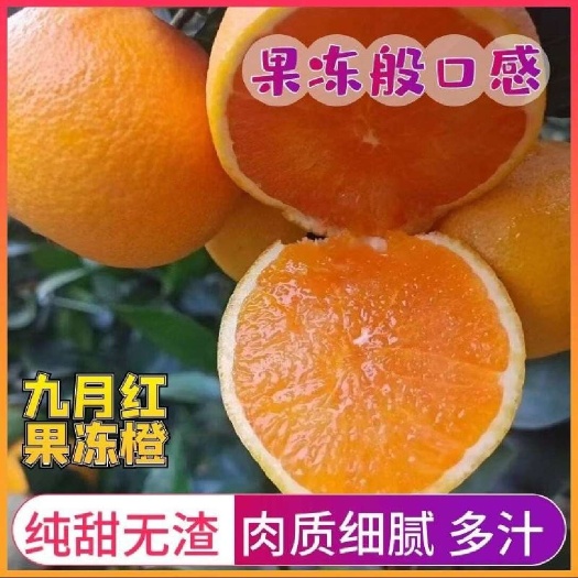秭归县九月红果冻橙/产地直发/货源充足/皮薄汁多/囗感纯正