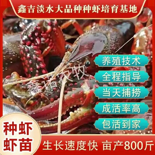 邳州市种虾 抱卵种虾 原塘口现起现发 确保成活率