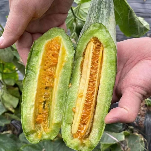 一件代发羊角蜜61博洋72蜜源18博洋9品种齐全产地代办代发