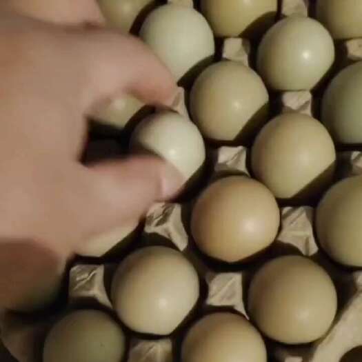 商河县自家养殖七彩山鸡蛋中码蛋精品蛋