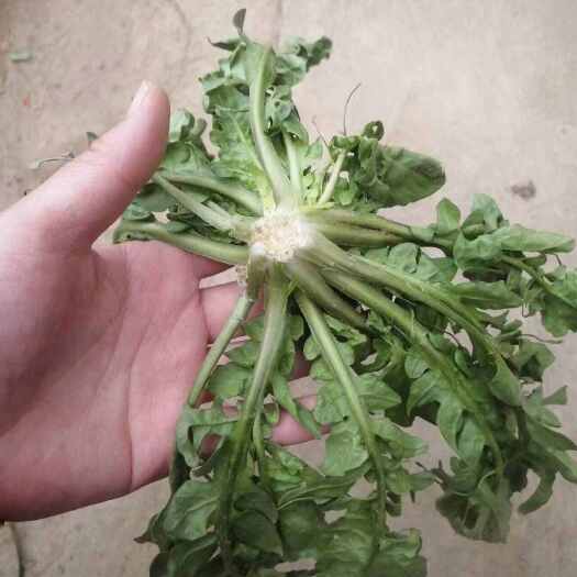 虞城县荠荠菜