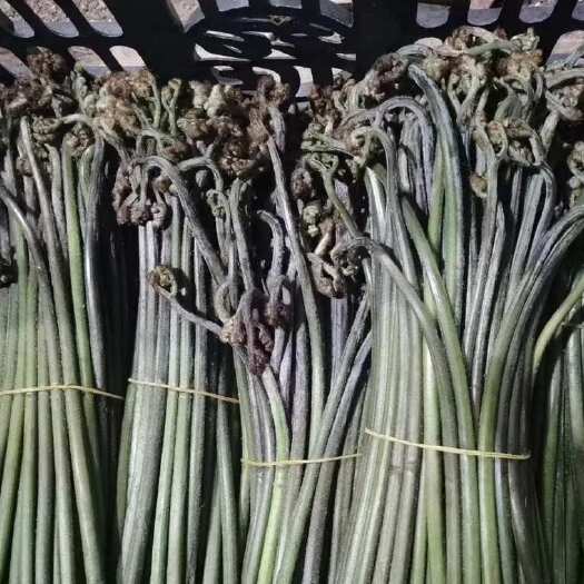 普定县野生撅菜 撅苔