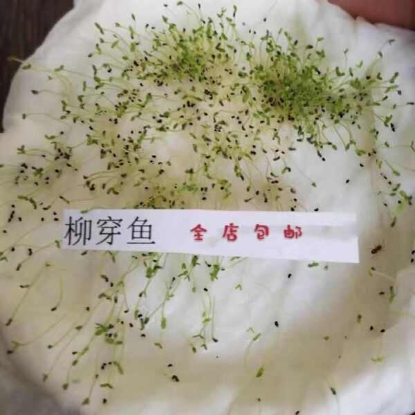 柳穿鱼种子 小金鱼草 多年生花卉 景观花海花镜花坛庭院花草种