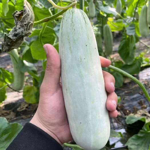 聊城博洋61