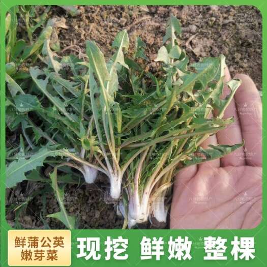 睢县春季头茬蒲公英嫩芽菜