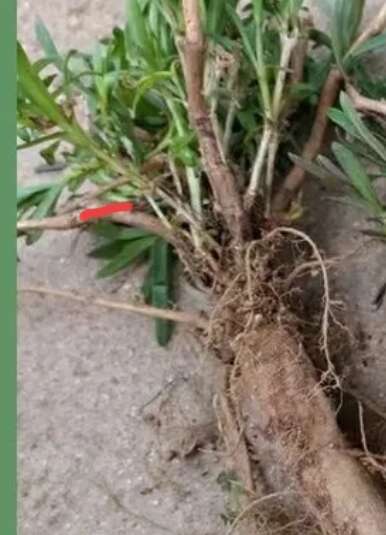 山苜楂老根苗，论棵卖可种植，自己采摘山苜楂，山菜