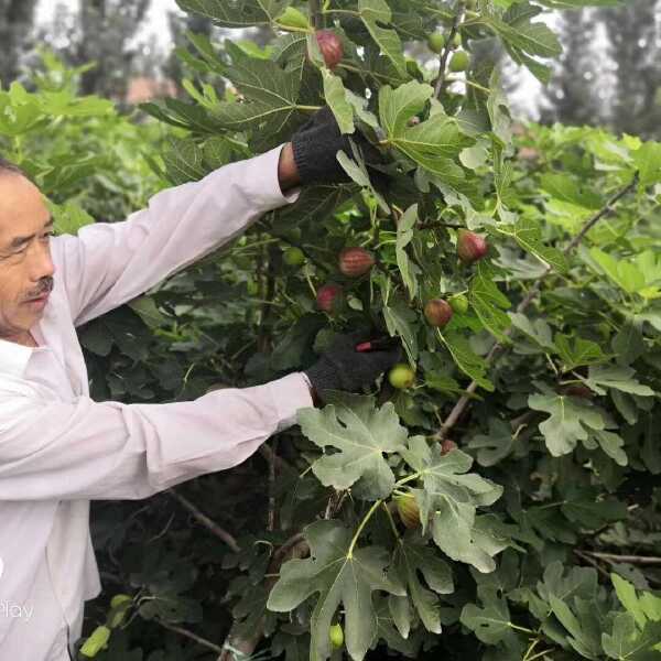 波姬红苗，青皮苗，芭劳奈苗，布兰瑞克苗无花果苗