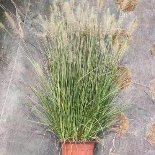 禹州市狼尾草