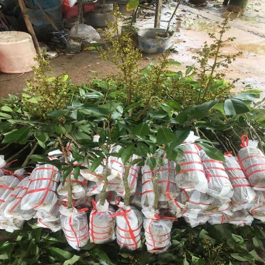 灵山县广西荔枝苗妃子苗南北方种植果树带土带叶