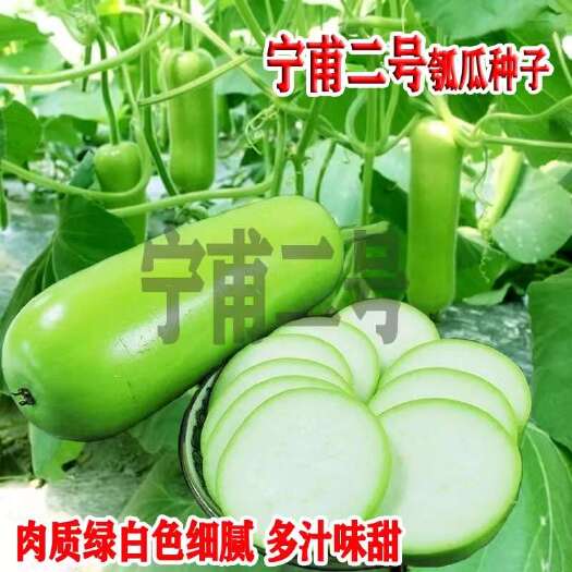 宁甫二号富玉早甜瓠子种子早熟丰产耐寒耐热耐老化瓠瓜种子