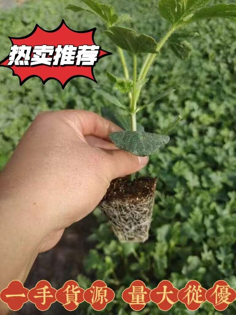 嫁接甜王西瓜苗，京欣西瓜苗