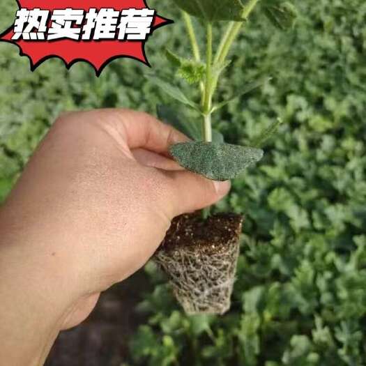 阜城县嫁接甜王西瓜苗，京欣西瓜苗
