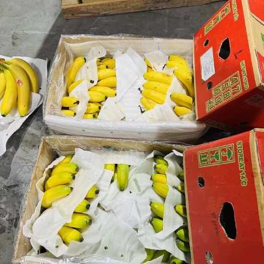 上海菲律宾净重27斤，精品二级蕉