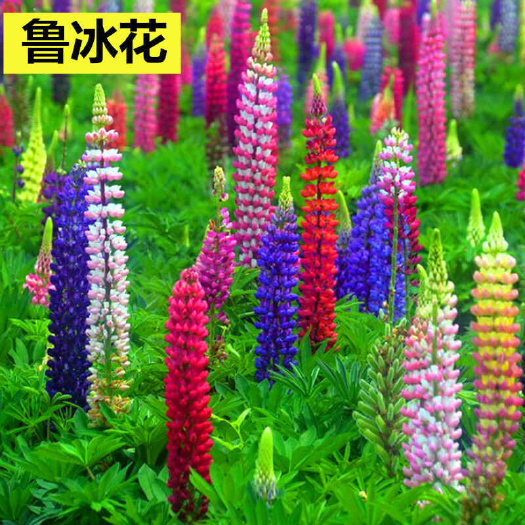 鲁冰花种子春秋播羽扇豆种子耐寒多年生盆栽景观绿化庭院花卉种子