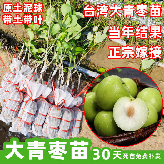 上犹县大青枣果树苗南方种植嫁接苗庭院四季盆栽地栽水果苗当年结果
