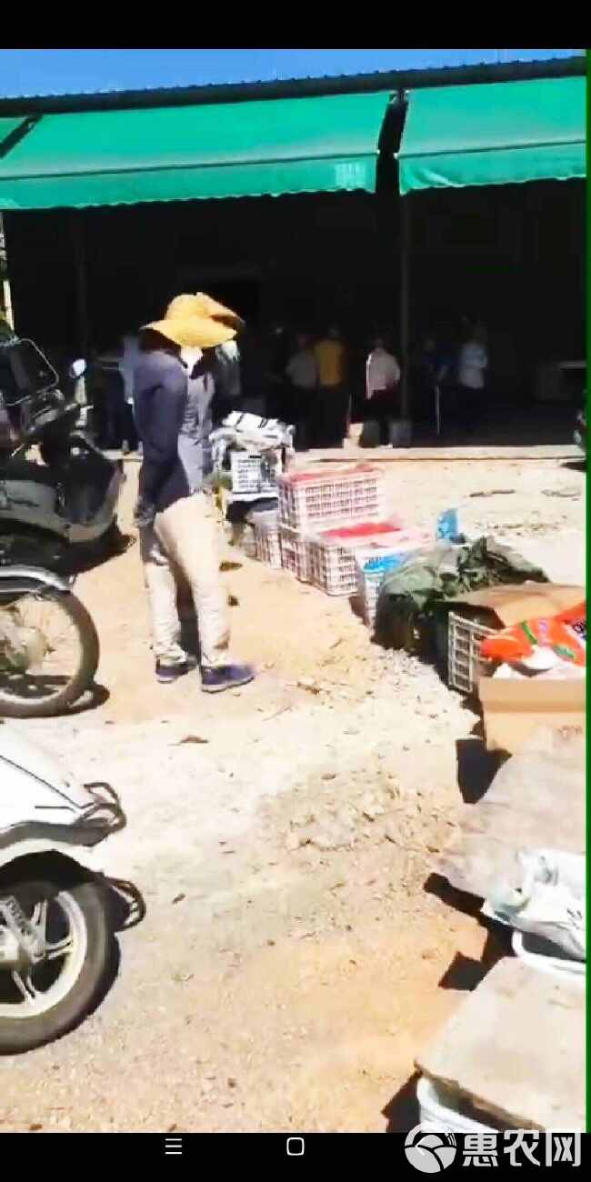 电白千禧圣女果产地直供走货源头对接合作流程