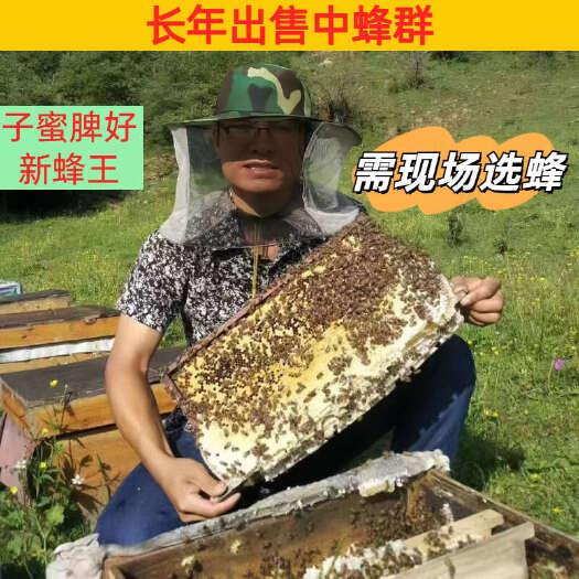 成都四川中蜂批发阿坝中蜂
