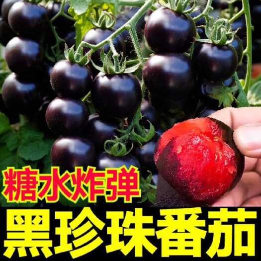 平邑县黑番茄
