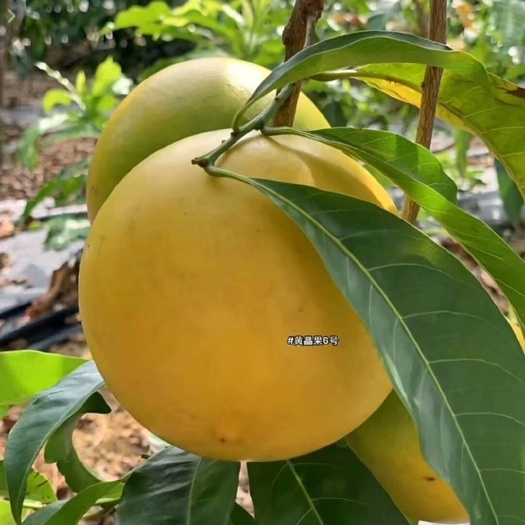 黄晶果苗嫁接苗