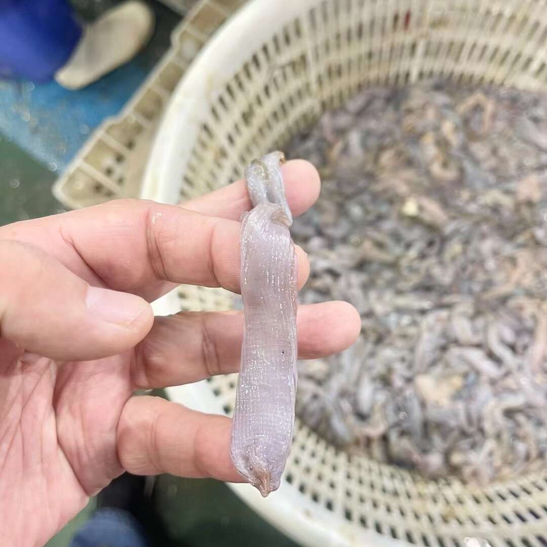 沙虫皮