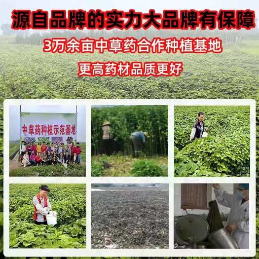 贺州紫苏原材料
