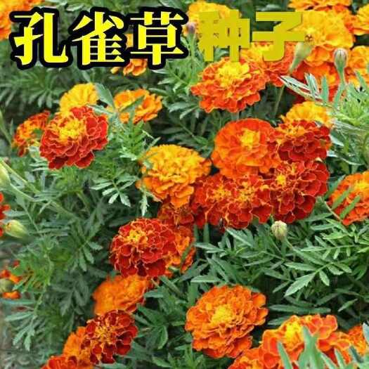 孔雀草花种子混色重瓣草花种子庭院室外景观花卉四季易种花种籽子