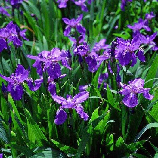 禹州市蓝花鸢尾