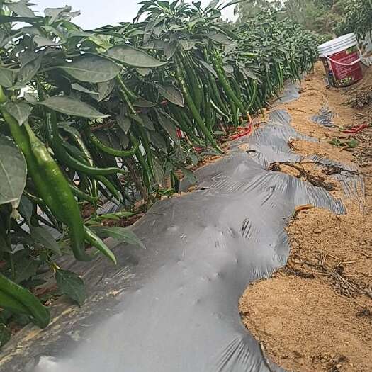 湛江辣椒