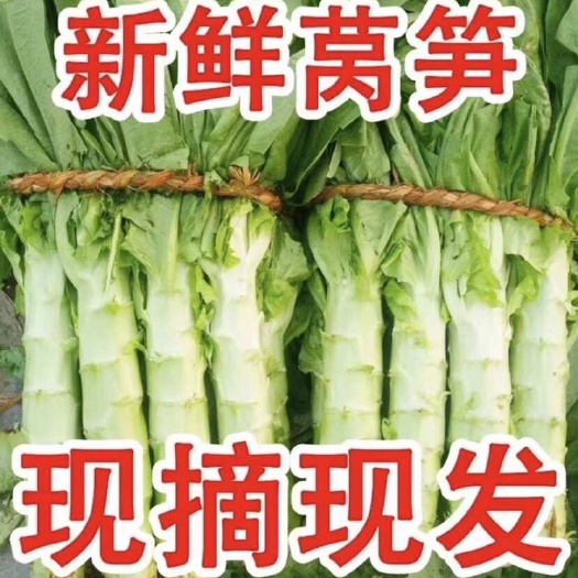 大理市云南大理大量莴笋出售