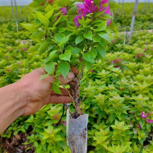 四季开花精品云南彩色三角梅，品种有8个