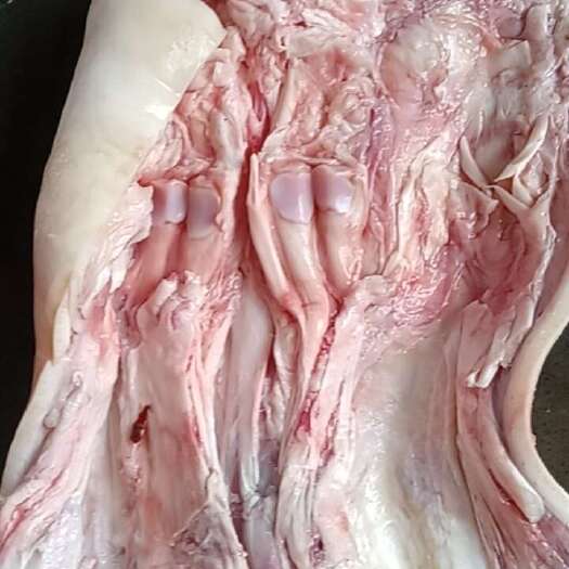 漯河全去骨牛蹄筋