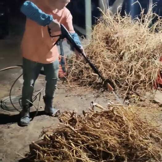 广宁县五指毛桃