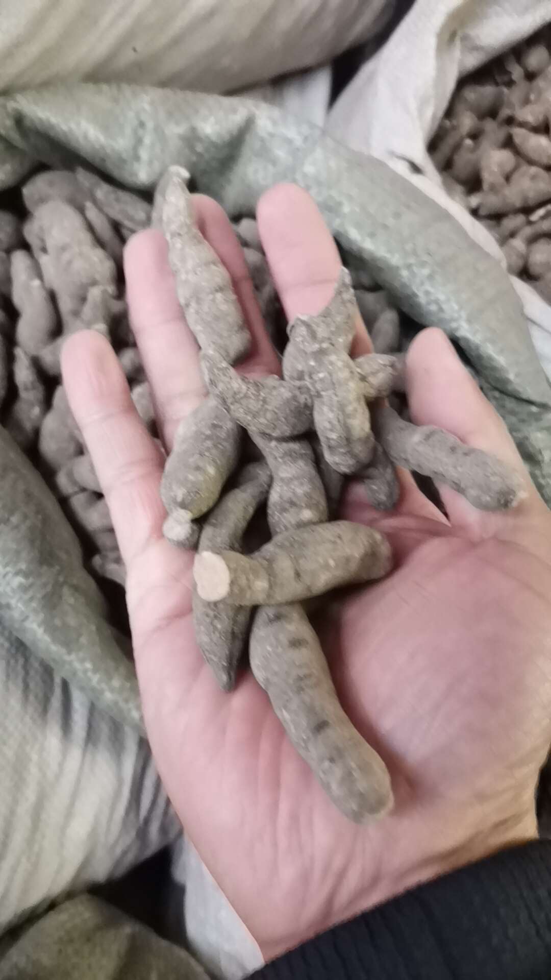 三叶青 正品三叶青 金线吊葫芦 【假一赔十】实图对比