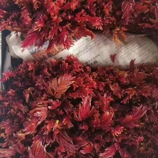 大竹县达州大竹县红色鲜香椿芽6~9cm现采直达支持整车物流空运代发