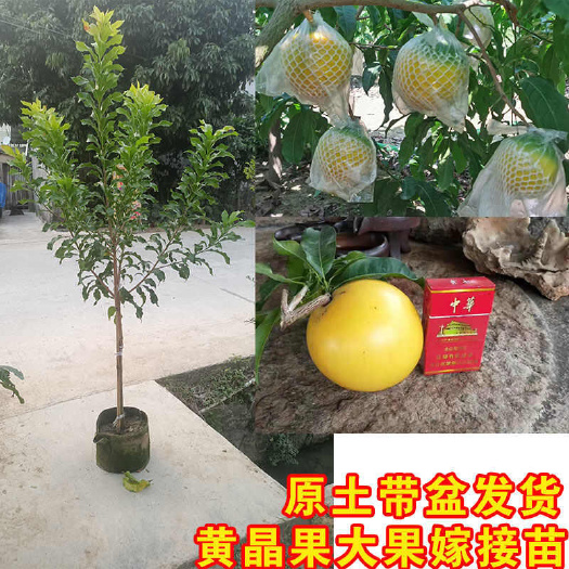 灵山县黄晶果树苗嫁接冬蜜黄晶果苗南方庭院盆栽种植树苗黄金果树果苗